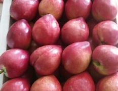 油桃批发市场桃子陆续上市