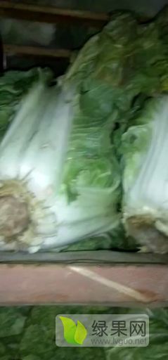 2019年河南通许东京七号价格