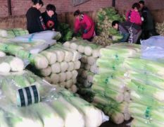 大量冬储窖大白菜北京新三号火爆销售