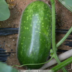 山东省聊城市莘县绿皮小冬瓜大量上市中