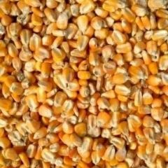 求购:玉米.小麦.碎米.高梁.大豆