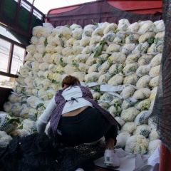 青梗散花刚刚上市