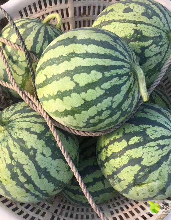 预售8424西瓜.2元/斤