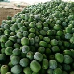 山东莘县一串铃冬瓜正在上市中