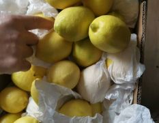 黄柠檬批发优力克进口南非柠檬广州江南市场一手批发