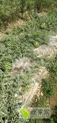 甜王西瓜 质量保证好