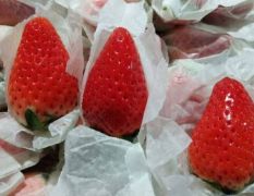 草莓 纸袋甜宝奶油草莓，青岛平度产地直供