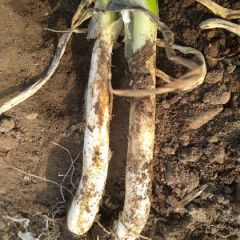 日本刚葱，30公分以下