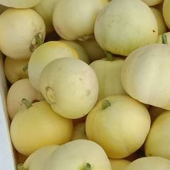 临沂费县各种甜瓜大量上市，，星甜二十，脆宝.