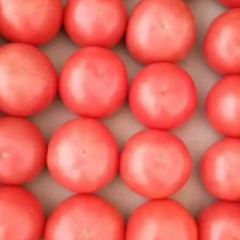 河北省最大蔬菜种植基地