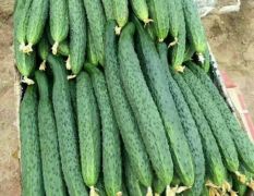 河南夏邑万亩黄瓜大量上市20-25公分，每斤0.8元。