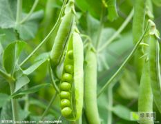 2019安徽萧县万亩绿色豌豆基地，即将大量上市。