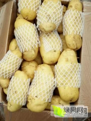 2019年山东滕州荷兰十五价格