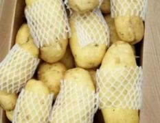 常年销售出口优质荷兰十五土豆、黄皮黄心、公司经营