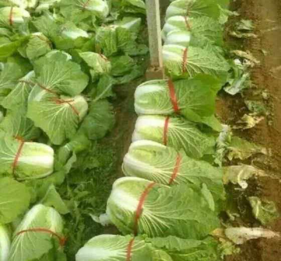 2019年山东青州菊锦价格