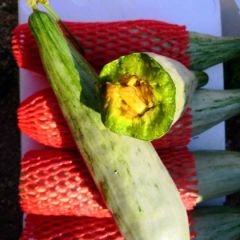 山东甜瓜产地（羊角蜜甜瓜）