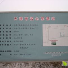 西红柿在这里种植 面积不小品种多