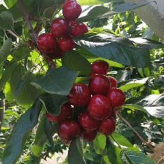 山东省潍坊市临朐县红灯樱桃 诚信为本，顾客至上