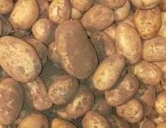 多伦县v8土豆开始出库，数量有限