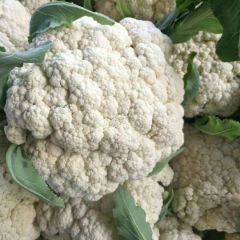 徐州沛县有机花菜基地欢迎你