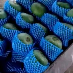 乐亭香瓜甜瓜绿宝博洋九上市，海民货栈代办甜瓜