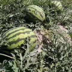 欢迎欢迎每位老板 18206942780