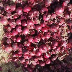 天津静海内蒙薄皮 红黄洋葱上货量大