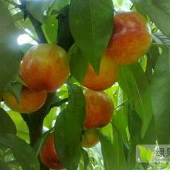 油桃毛桃大量出销