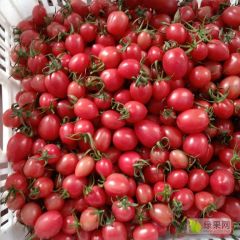 千喜圣女果，口感好