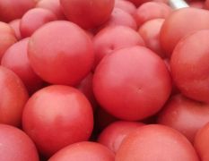 山东定陶大量供应硬粉红西红柿