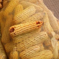 大量干玉米等待出售