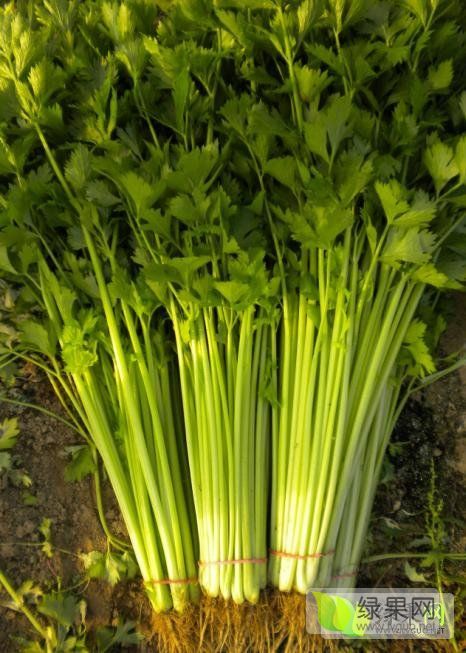 2016年山东东昌府大叶菠菜价格