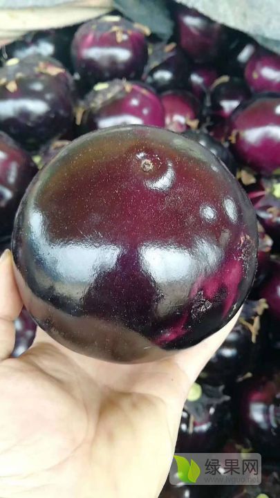 2019年山东东昌府紫光圆茄价格