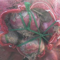 2019新洋葱少量上市了