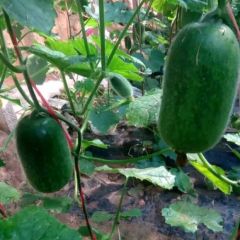 精品小冬瓜 每天实时报价