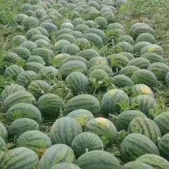 本人做代办多年