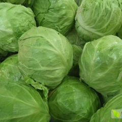 大量销售卷心菜 包菜、 甘兰菜 高密包菜