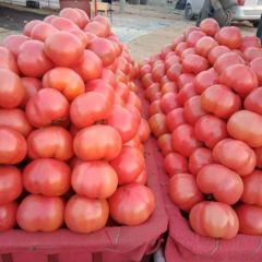 山东沂蒙山革命老区，西红柿