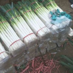 山东沂蒙山革命老区，大葱