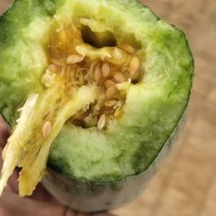 潍坊羊角蜜甜瓜博洋9甜瓜大量出售中，保质保量