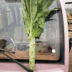 河北香河牛逼莴笋以上市