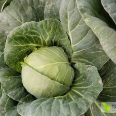 河北唐山甘蓝专业实力供应 最新价格行情 非诚勿扰