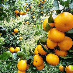 大量沃柑等待收购！价钱优惠