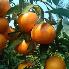 茂谷柑果面干净。