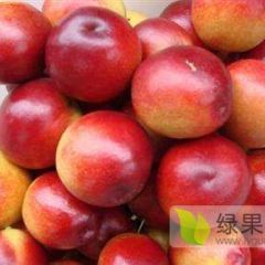 油桃，代购各种油桃