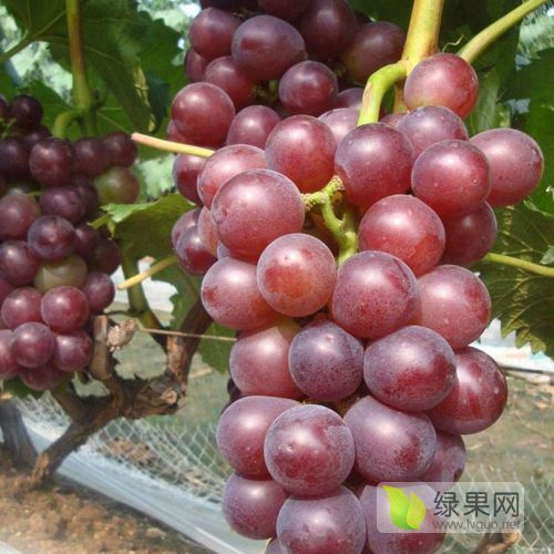 2019年山东莱西藤稔葡萄价格