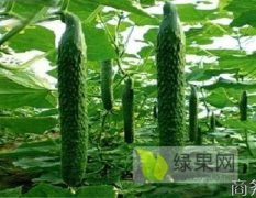 夏邑县万亩优质大棚黄瓜种植基地