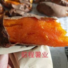 烟薯25大量供应，15231979996前程薯业