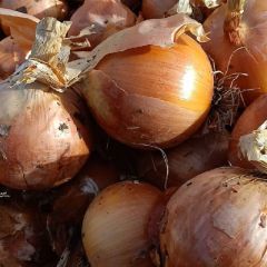 黄色洋葱，甘肃洋葱