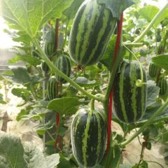 青州甜瓜，万亩基地 快要上市了